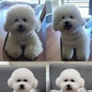 본애견미용실 이미지