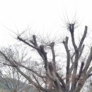 시목회관앞 이미지