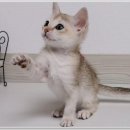 라온캣 대구고양이분양 낭만펫 강아지분양 대구점 | 라온캣에서 대구 고양이 및 강아지 분양 체험해보세요!