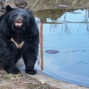 제주달곰 이미지