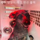제주댕댕이애견펜션블랙 | 제주도펜션 제주 댕댕이 애견 펜션 블랙 바다와 가까운 곳 감성숙소 추천