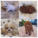 아이러브독 강아지 부천점 이미지