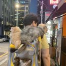 가방위에 고양이 이미지