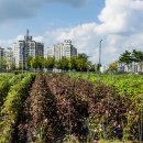 목화공원2 이미지