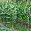 명현농장 이미지