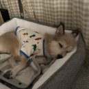 몽몽(MongMong) 이미지