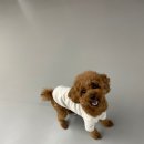 뛰뛰하개 이미지