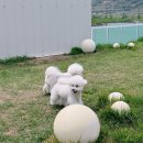 댕댕휴개소 이미지