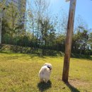 프로펫 애견샵 이미지