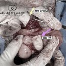 증평동물병원 | 증평 동물병원 강아지 서혜부 탈장 원인과 증상, 수술 후기