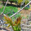 천안농원 이미지