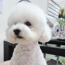 엔조이펫 이미지