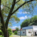 우리밀쌀피자 이미지