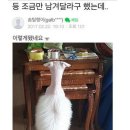 냥냥이 캔따개 Daum카페