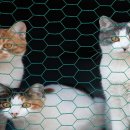 코지동물의료센터 이미지