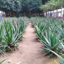 알로에테마파크 | 알로에테마파크 방문 후기: 영혼까지 치유받은 힐링여행