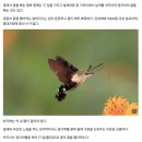 흰구름산촌마을 | [정선] 매화골산촌 : 촌캉스 독채 숙소 / 5월 4인 숙박 후기