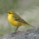 긴발톱할미새 Yellow Wagtail 510 이미지