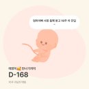 세명중기 | 15주~25주차 (임신중기, 임당검사, 입체초음파 25년 마지막 일상 기록)