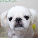 뽀뽀애견샵 네이버블로그
