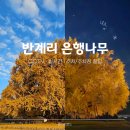 16 | 원주 반계리 은행나무 CCTV 실시간 주차/주차장 꿀팁 (11/16 방문 후기)