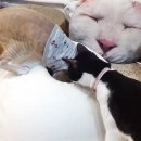 드럼통고양이 이미지