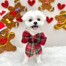 몽애견미용실 | 안양동애견미용 쁘띠아몽 애견미용실에 잘 다녀온 후기예요