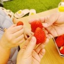 대한농장 | 경기도 용인 팜팜놀이터 딸기농장 딸기 따기 두돌 32개월 예약 체험 후기