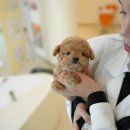 우리퍼피 | [대구강아지분양 후기] 믿음이 가는 홍스퍼피에서 우리 집 막내를 만났어요!