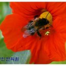 벌침상담 네이버블로그