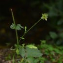 조양초등학교 이미지