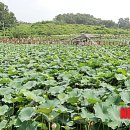 대야리(대실) 이미지