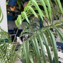 (주)카사미하스(라스블랑카스) | 가평 애견 동반 펜션 스페인마을 라스블랑카스 추천해요!