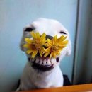 꽃보다 개 이미지