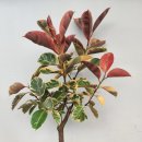 루비약국 이미지