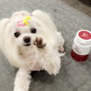 펫츠밀 이미지