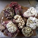 바닷가돌빌레 이미지