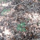 장모사랑 이미지