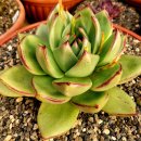 엘도라도 이미지