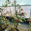 동백농장 이미지