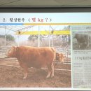 횡성한우명품떡갈비 이미지