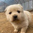 똥강아지 이미지