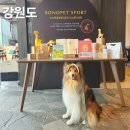 스테이 동물병원 | 강원도애견동반여행 소노펫리조트 골드 2박 &amp; 가평 스테이힐링파크
