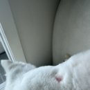 구름동물병원 | 고양이: 구름이 응급실 다녀온 날 🏥 광주 24시 동물병원 후기