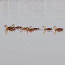 생태전문생태야생태 이미지