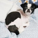 그루밍 블라썸 이미지