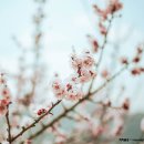 할리스커피양산