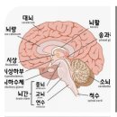 11.16 ~18전립선/폐질환/뇌구조/벌 이미지