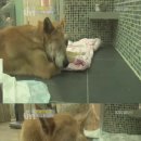 황구농장 이미지