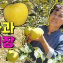 노란 사과 황금 골드 꽃 피는 시기 먹는 방법 화분에 키워 보세요 이미지